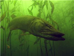 Gesloten tijd voor snoek vanaf 1 maart